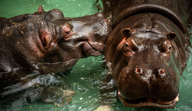 Hippos that have recently tested positive for COVID-19 are seen at Antwerp Zoo
